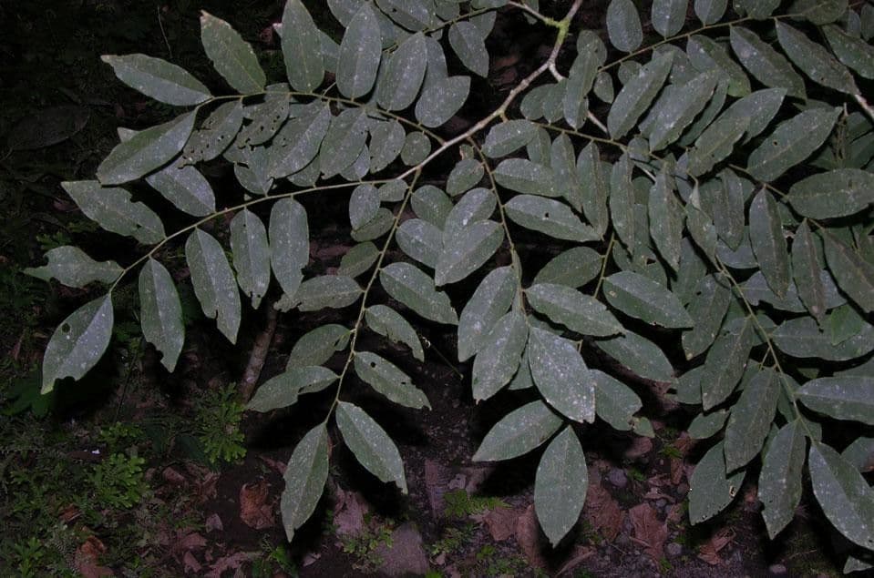 Legno di rosa 8