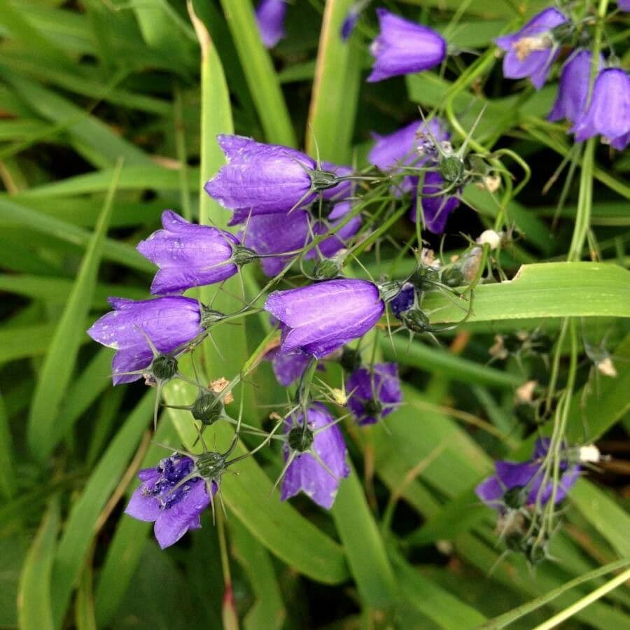 Campanula romboidale 4