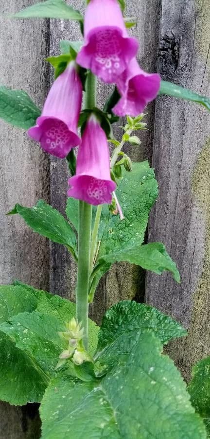 Náprstník červený 21