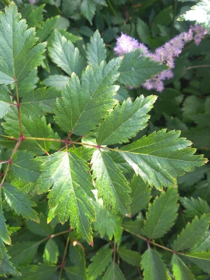 Astilbe rossa 12
