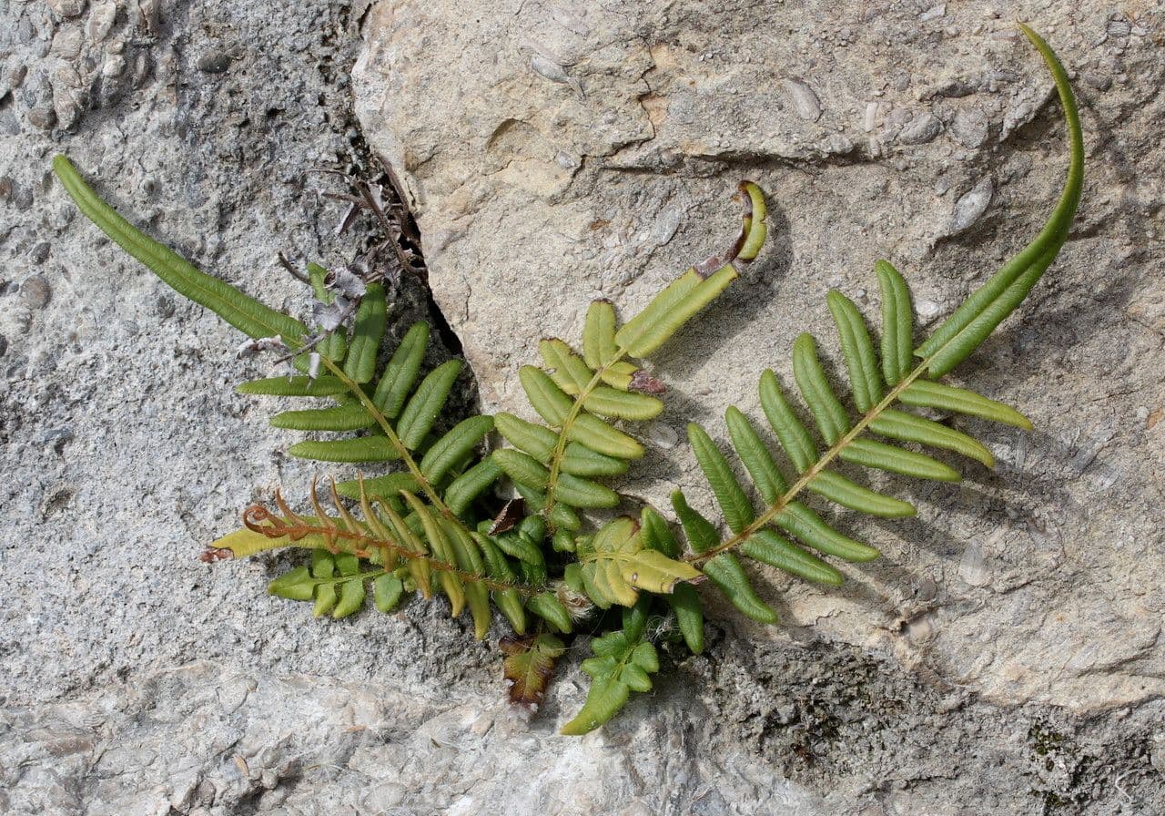 Pteris vittata 2