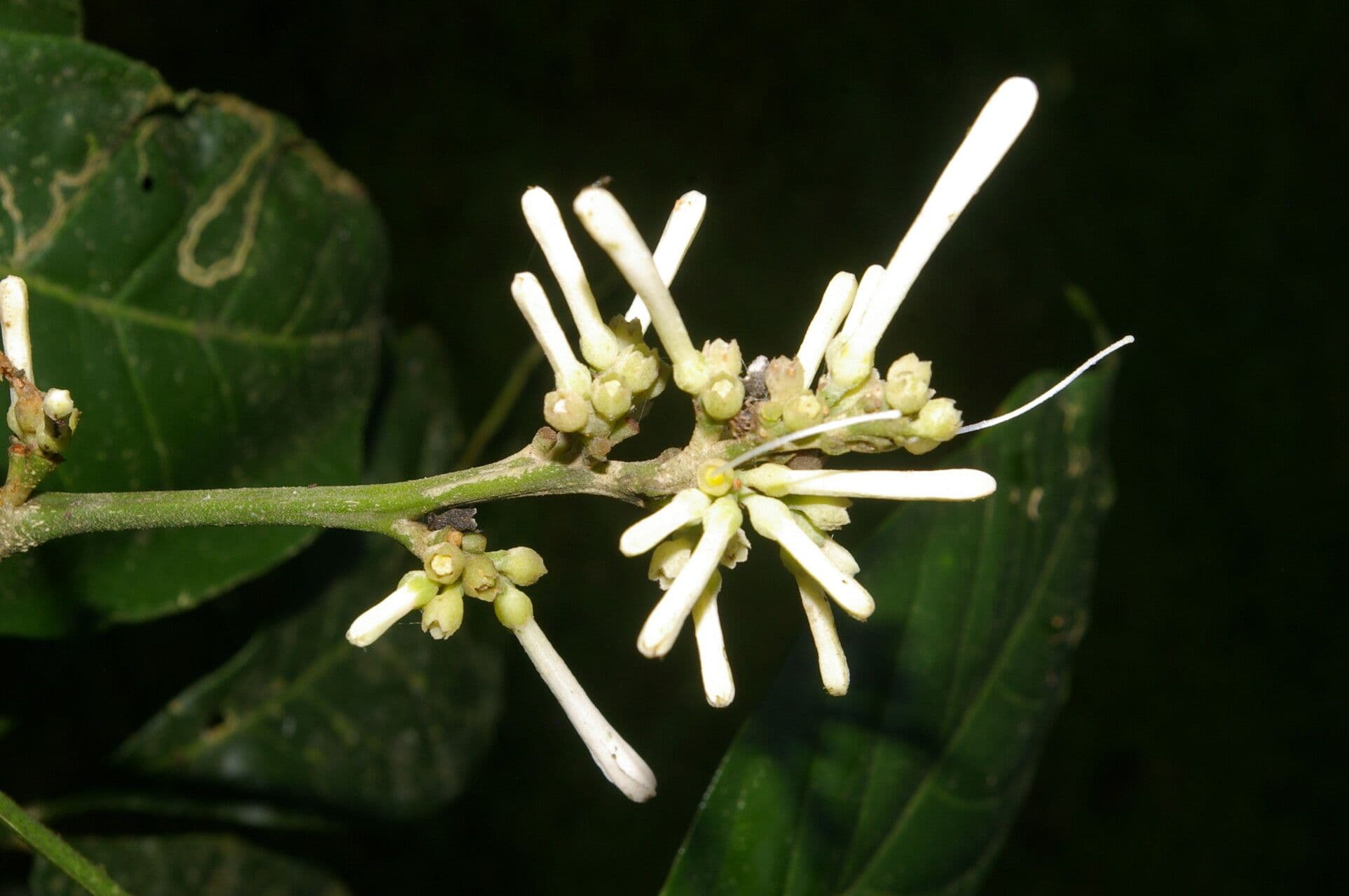 Angostura 3