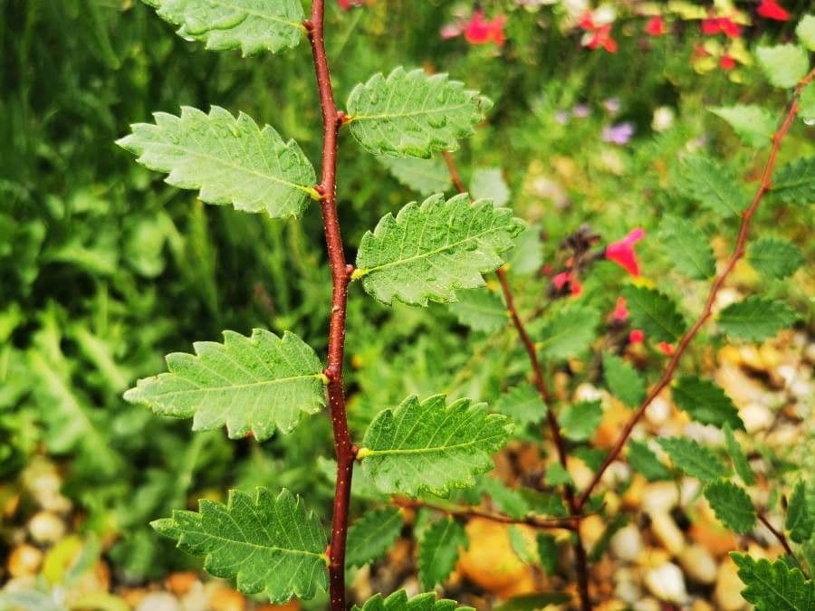 Zelkova del Caucaso 2