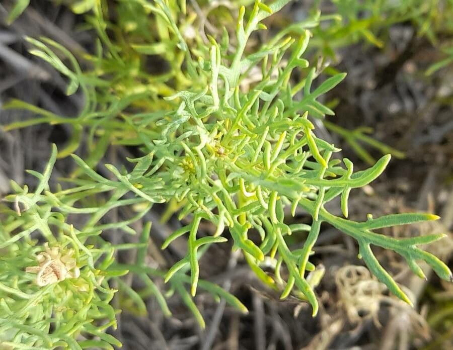 Gaillardie 9