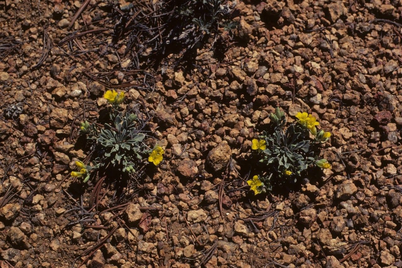 Hairy evening primrose 8