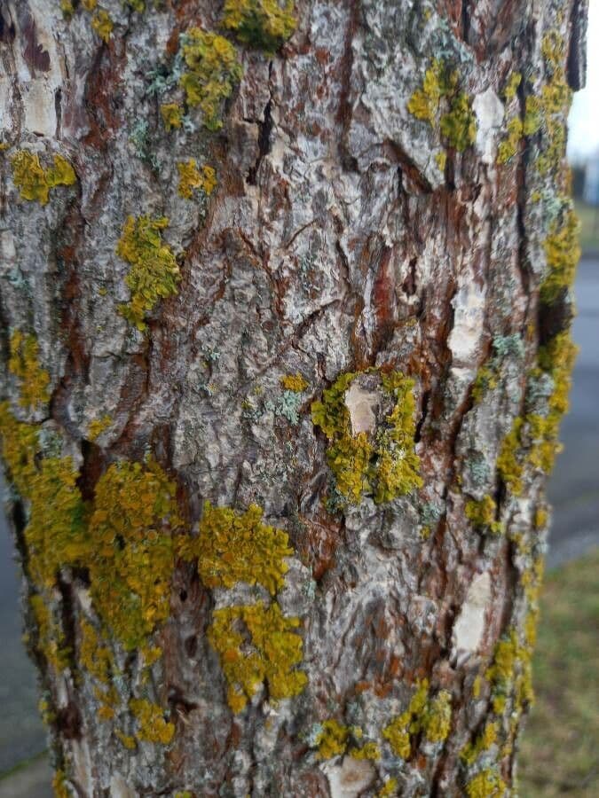 Baumhasel 24