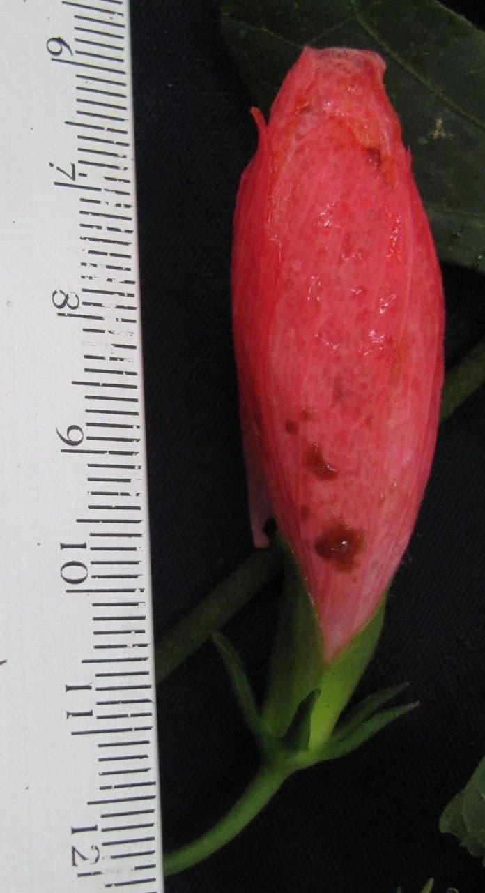 Malvaviscus
