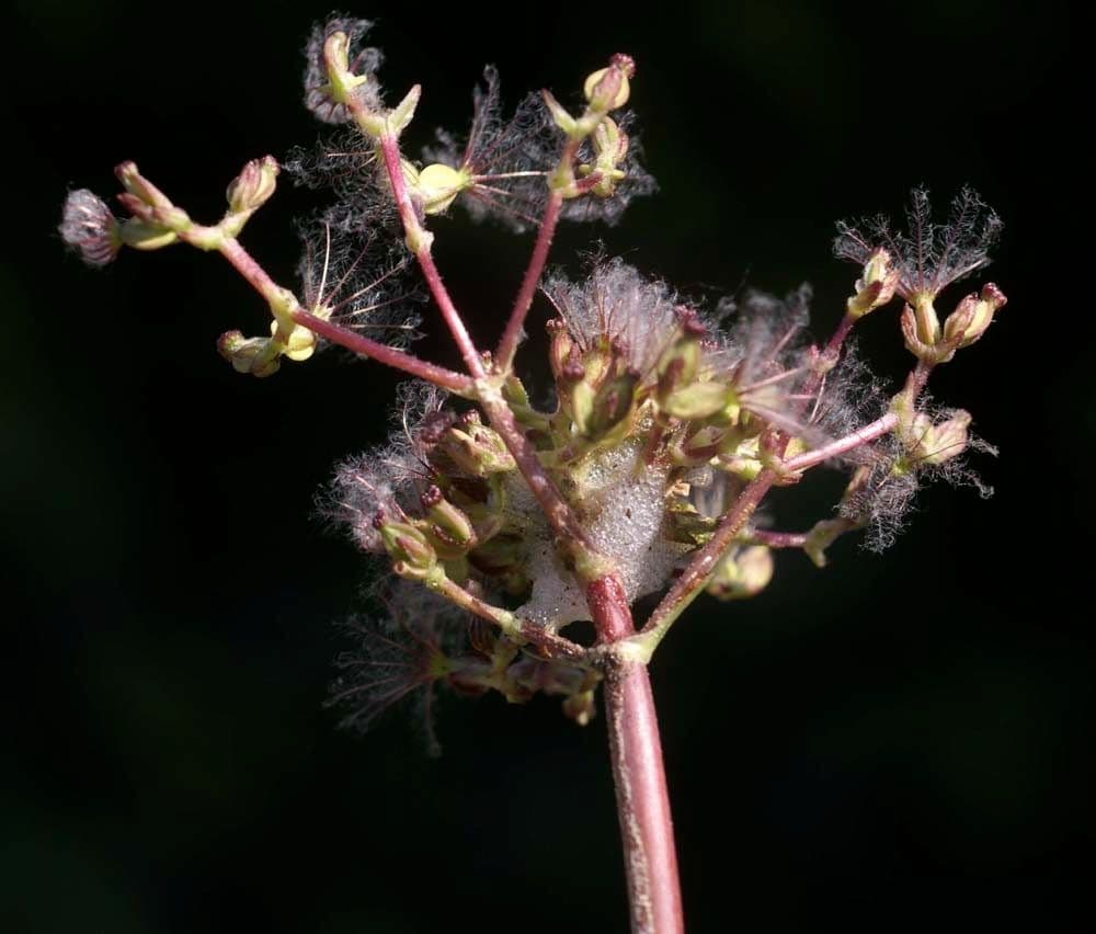 Valeriana tuberosa 4