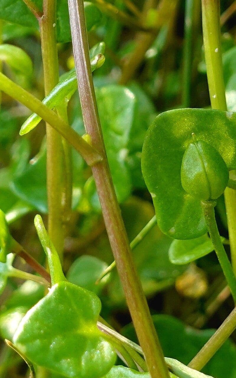 Coclearia danese 25