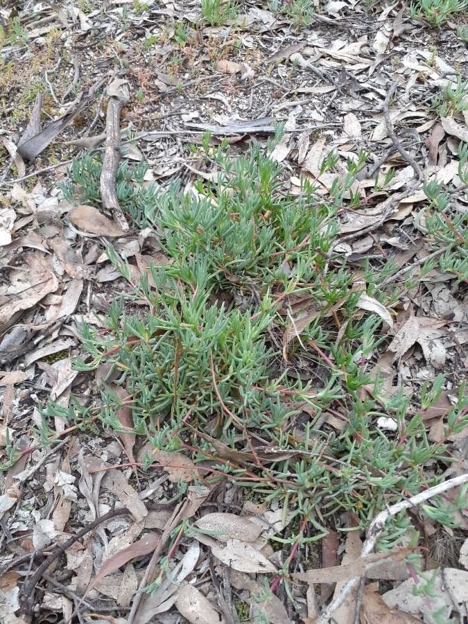 Maireana brevifolia 9