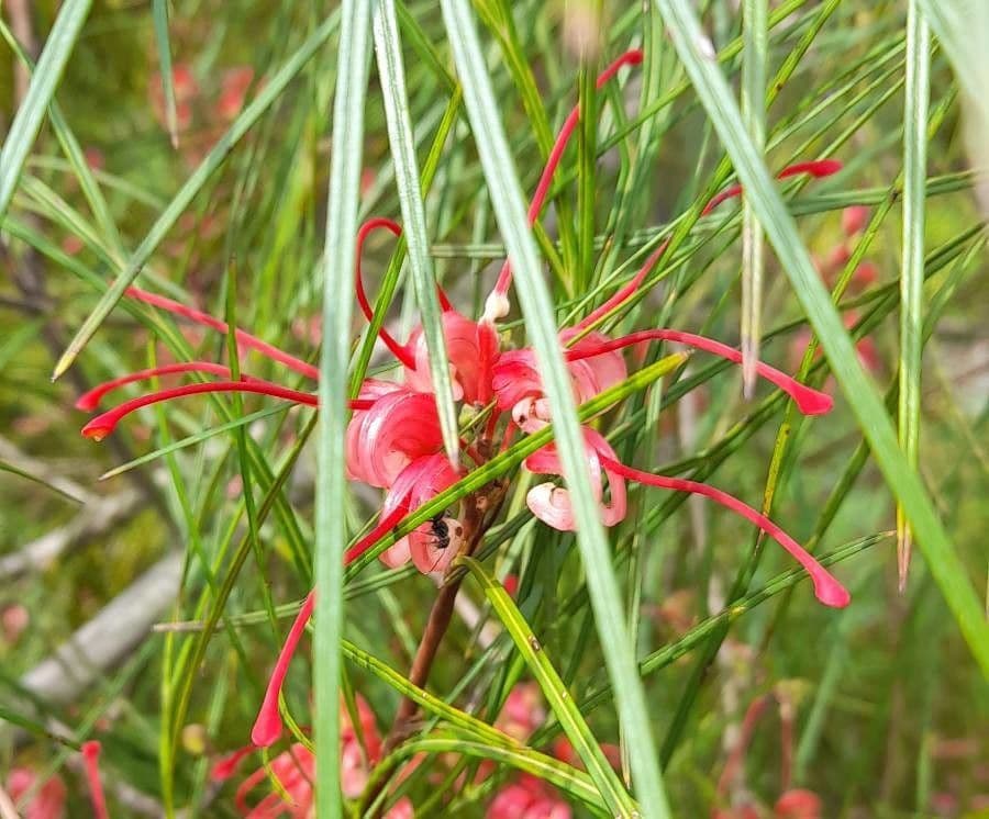 Grevillea Johnsonova 2
