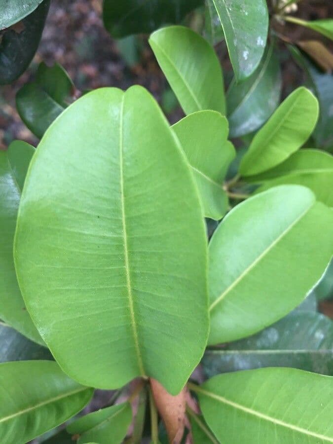Manilkara 15