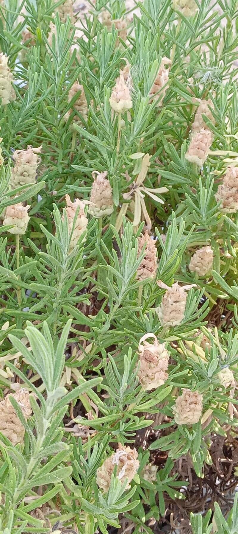 Lavanda verde 9