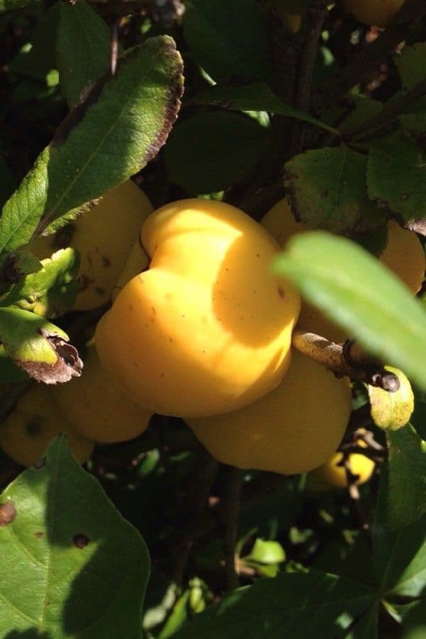 Cotogno giapponese 4