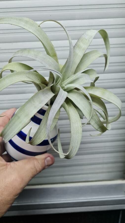 Tillandsia kučeravá 2