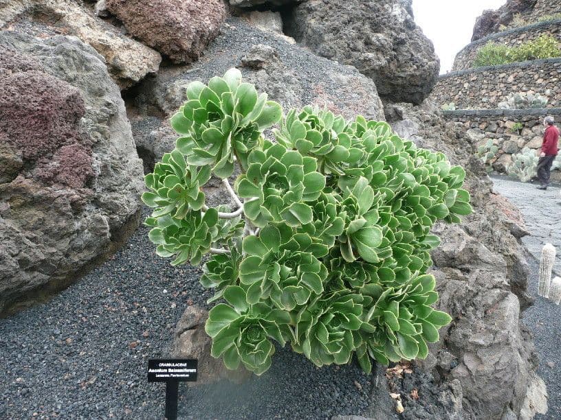 Aeonium 9