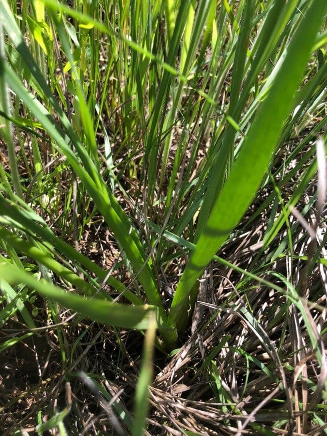 Nothoscordum bivalve 15
