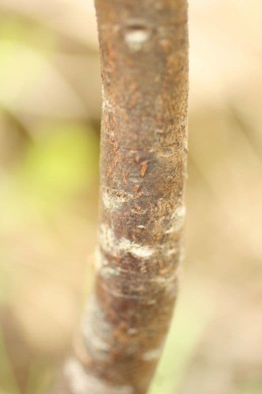 Feigenblättrige Dombeya 20