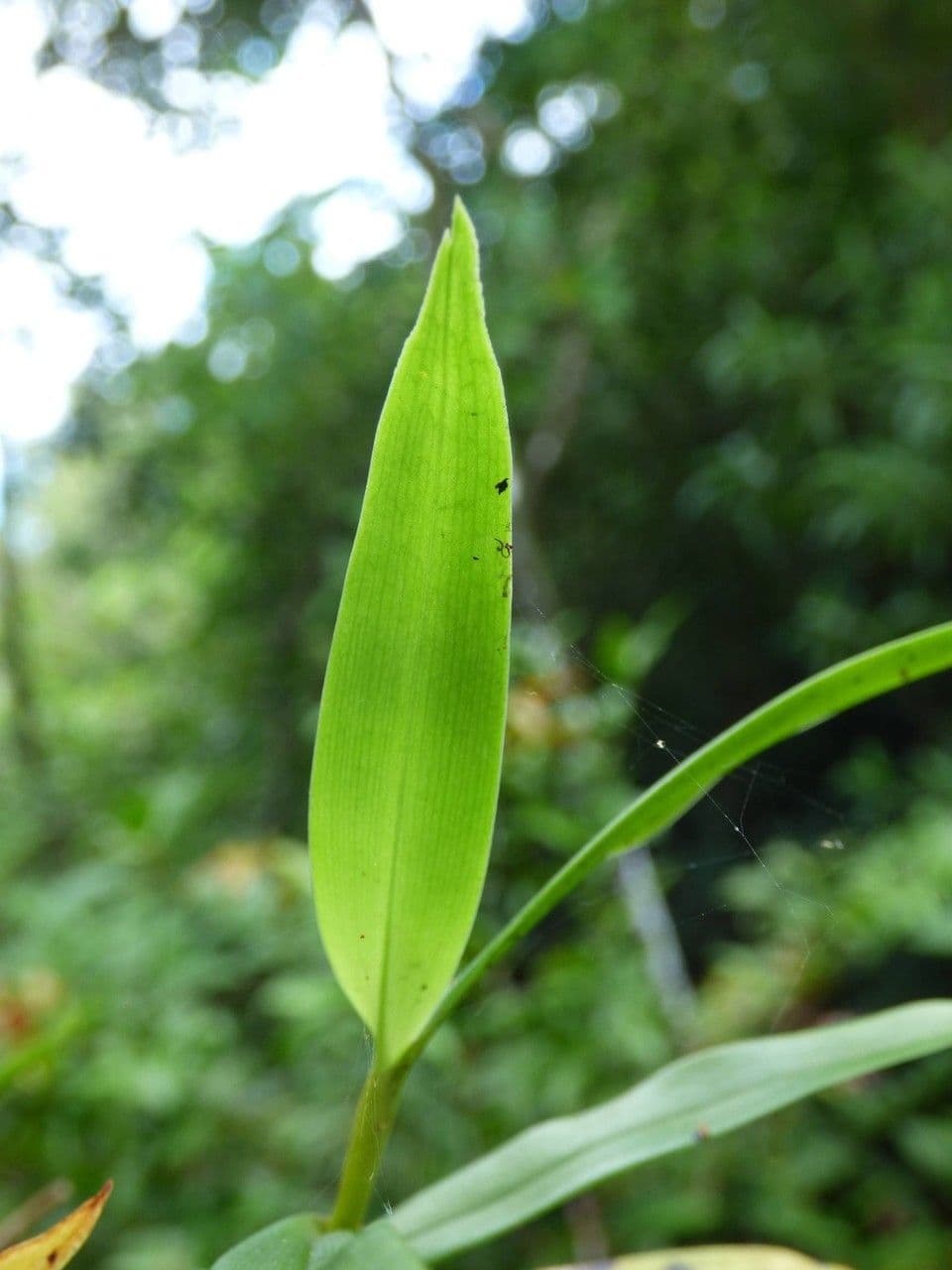 Angraecum 13