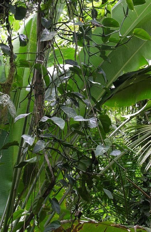 Monstera 2