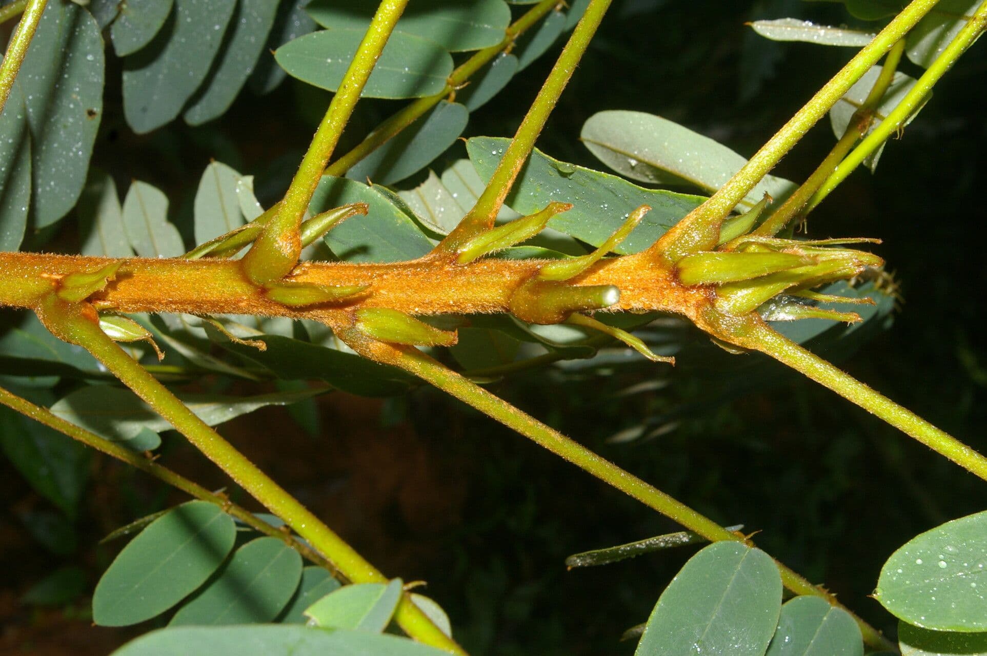 Hymenolobium mesoamericano 11