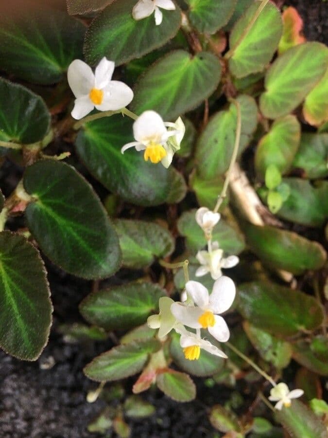 Begonia 3
