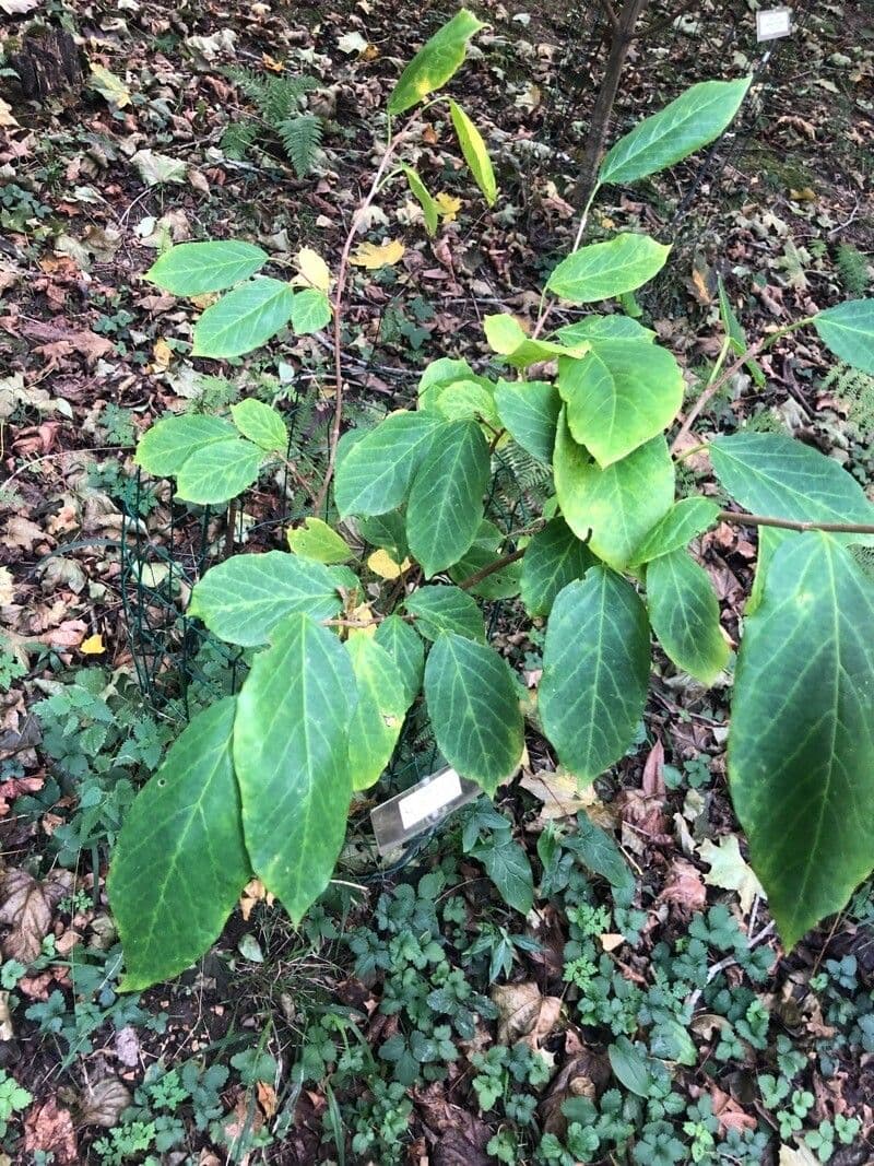 Neoshirakia giapponese 5
