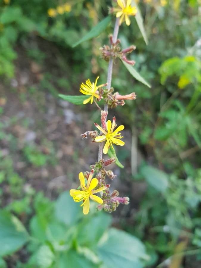 Triumfetta rhomboidea 10