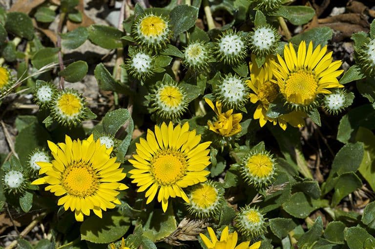 Grindelia 2