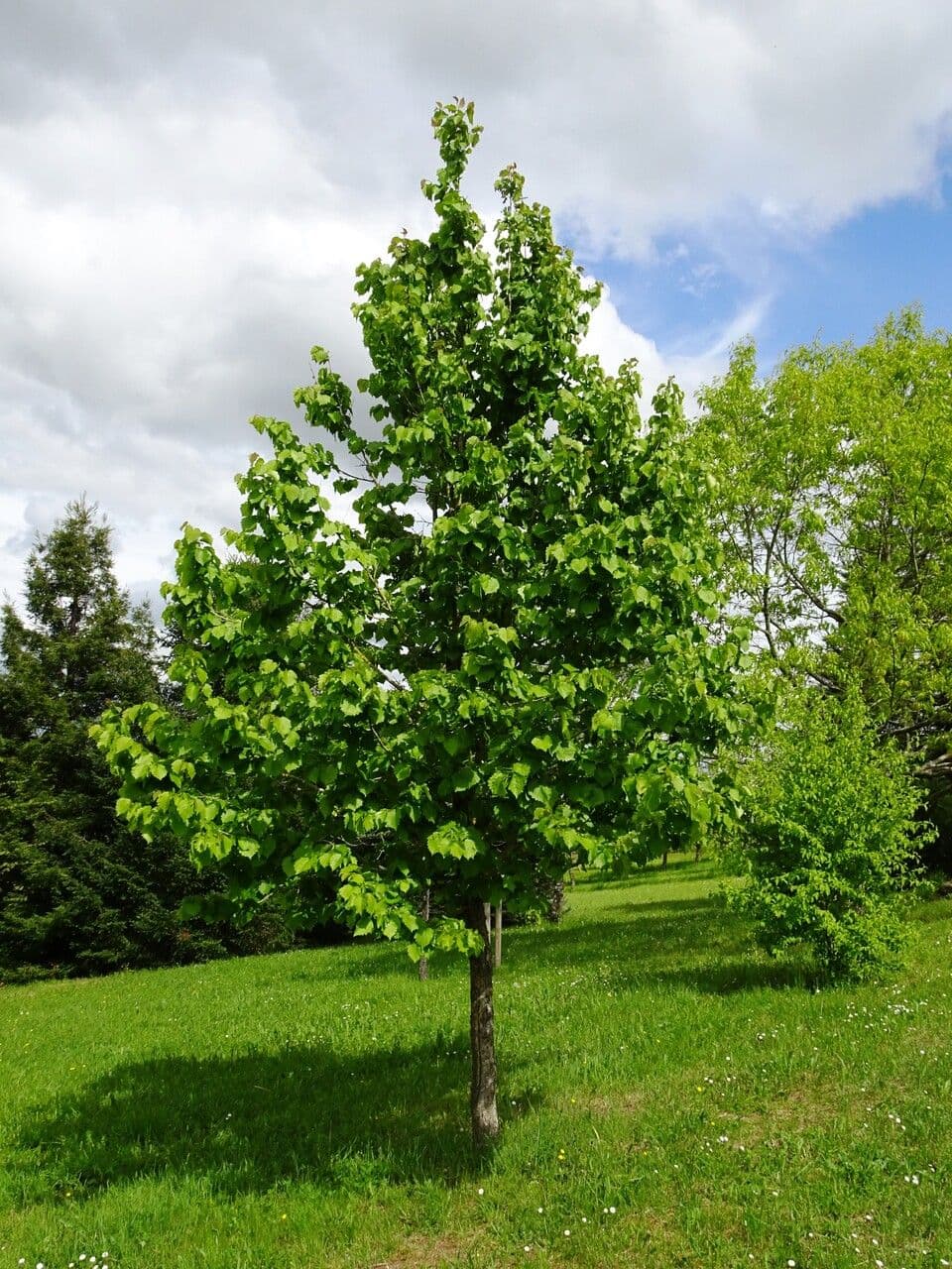Baumhasel 12