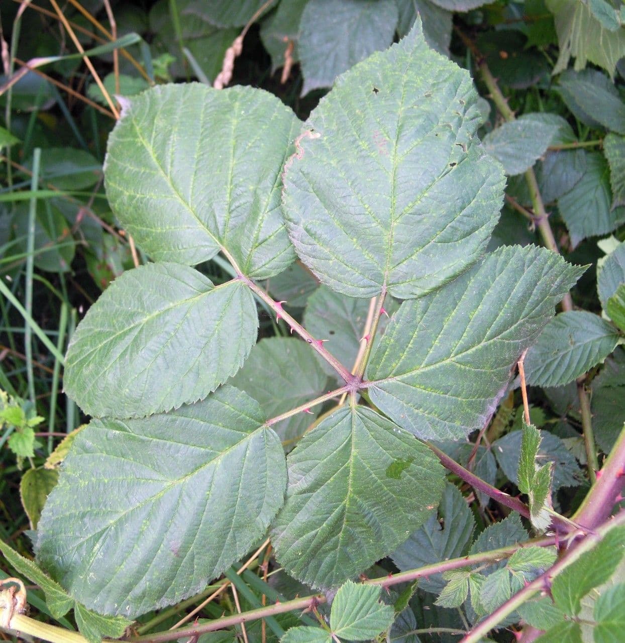Rovo
