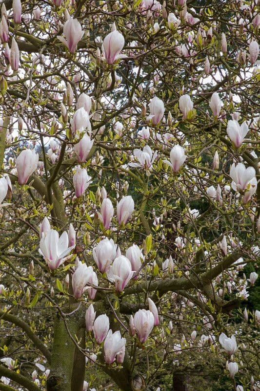 Soulanges-Magnolie 15
