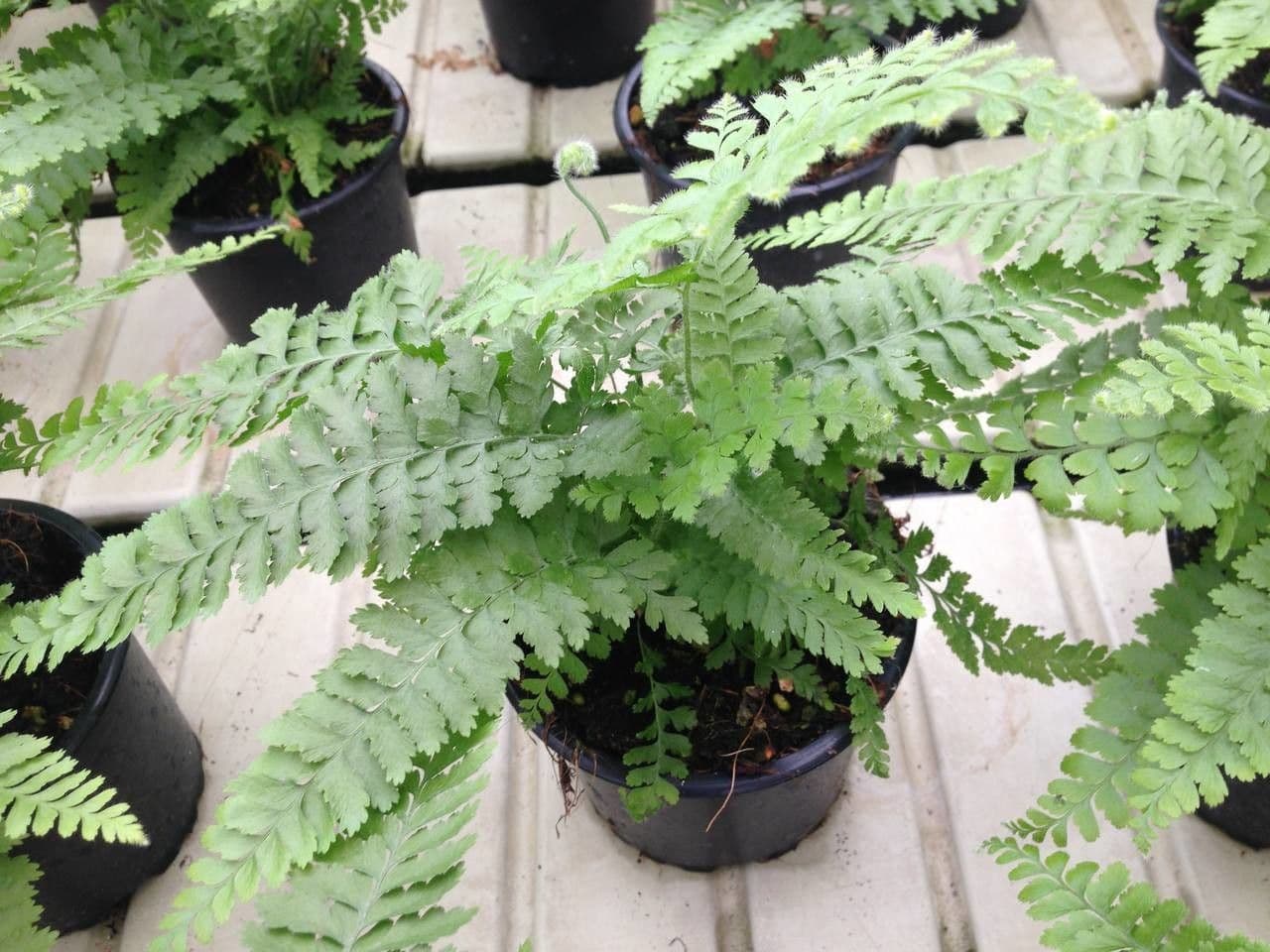 Felce floscia 7