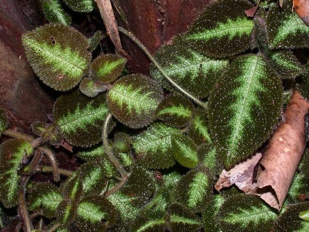 Episcia
