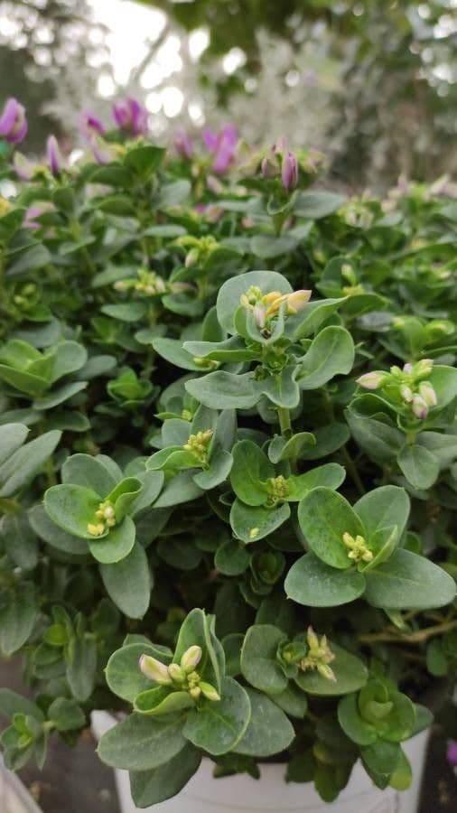 Polygala fruticosa 2