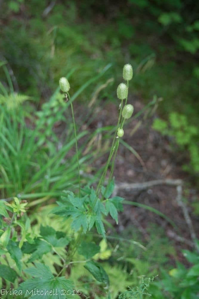 Anemone della Virginia 13