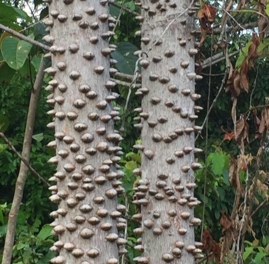 Zanthoxylum clava-herculis 20