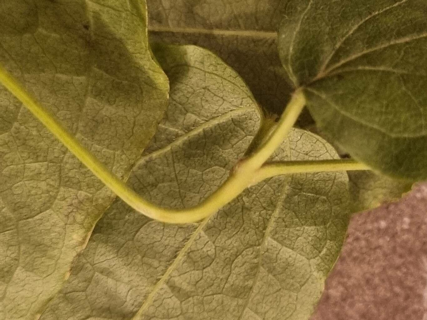 Pachysandra plstnatá 14