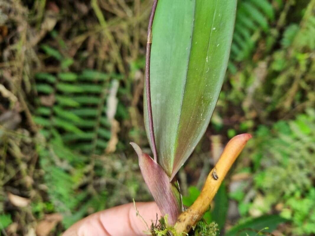 Orquídea caracol 10