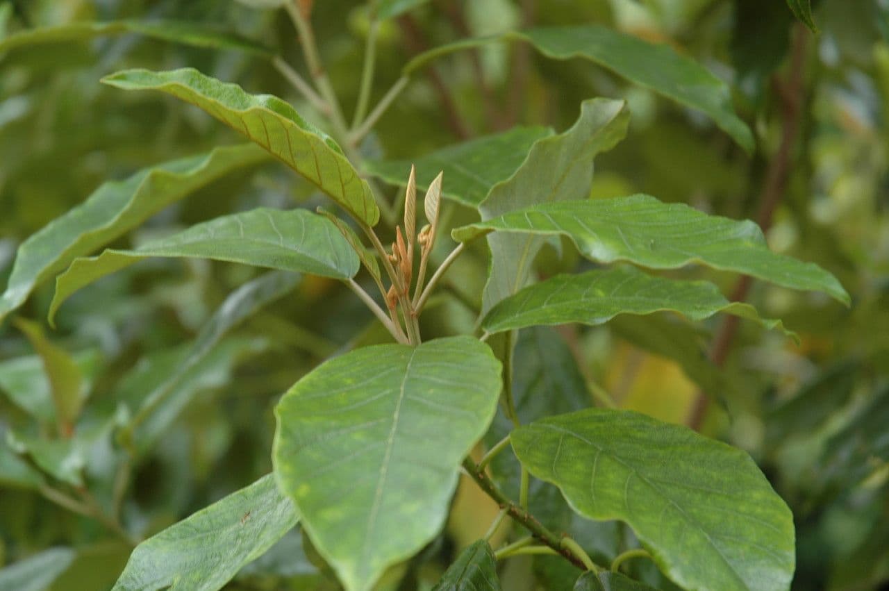 Alphitonia 3