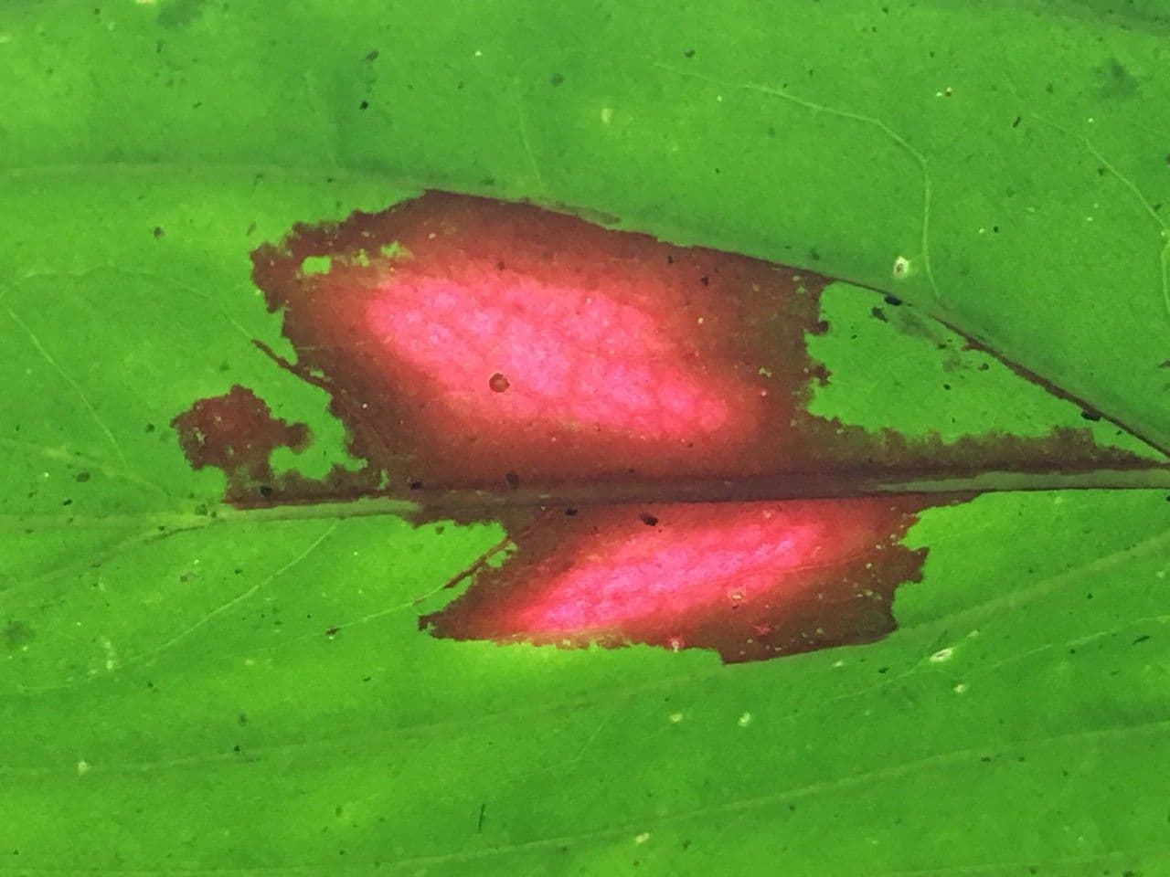 Columnea 4