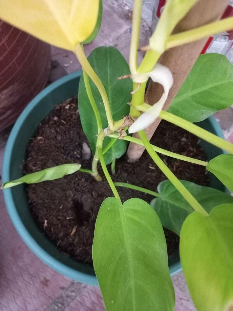 Philodendron 13
