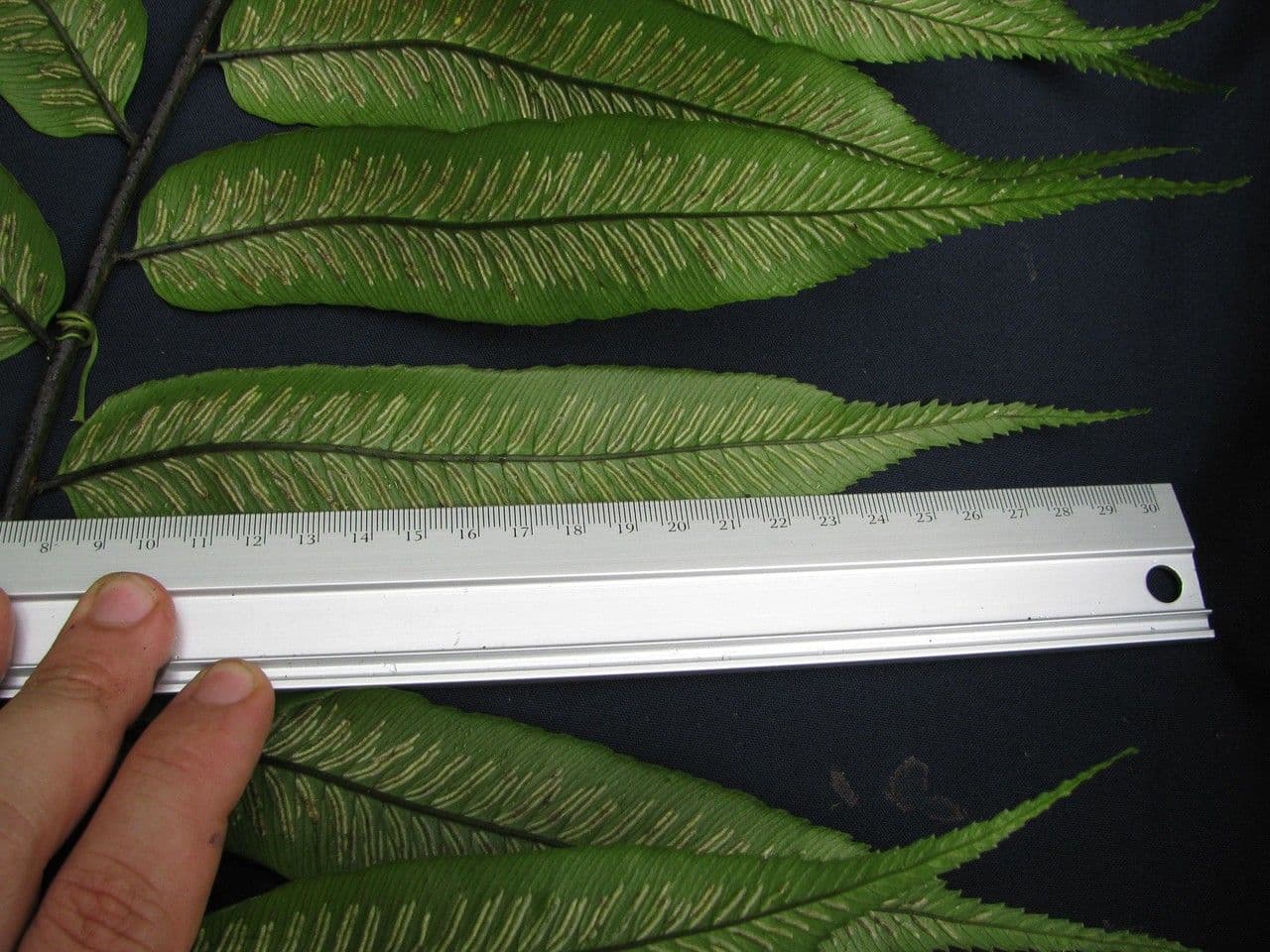 Diplazium 4