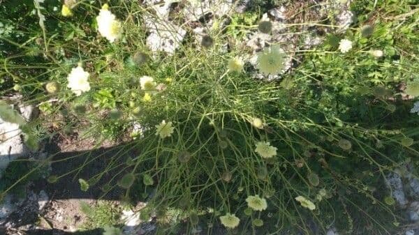 Ockergelber Witwenblumen 23