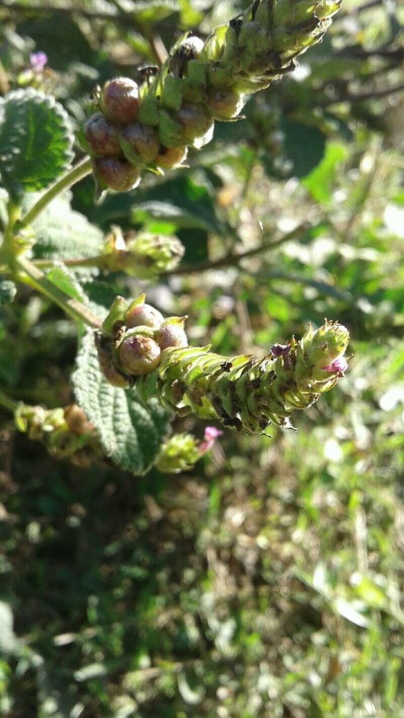 Lippia de Java 6