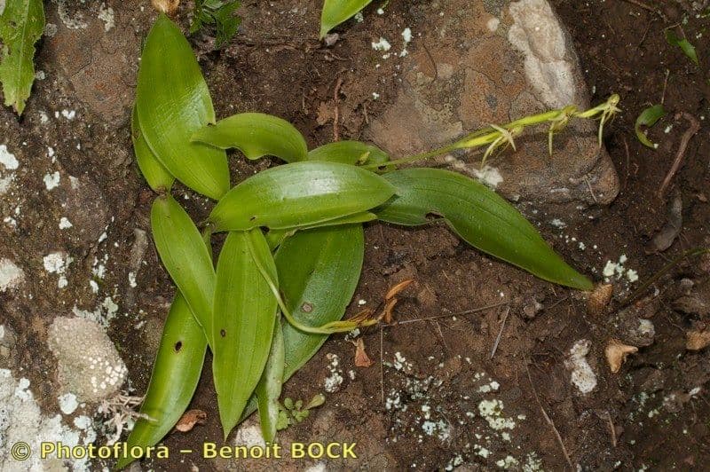 Habenaria 17