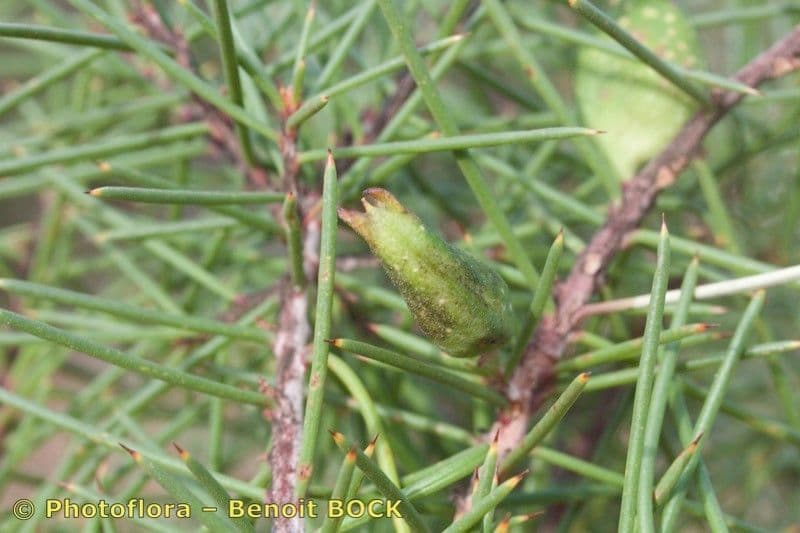 Hakea sericea 2