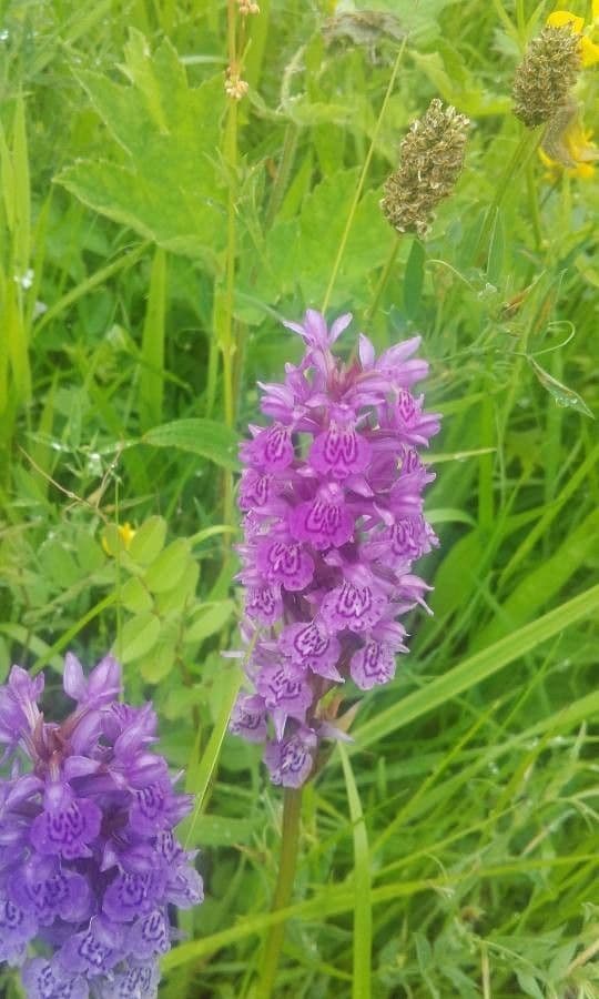 Orchide incarnata 6