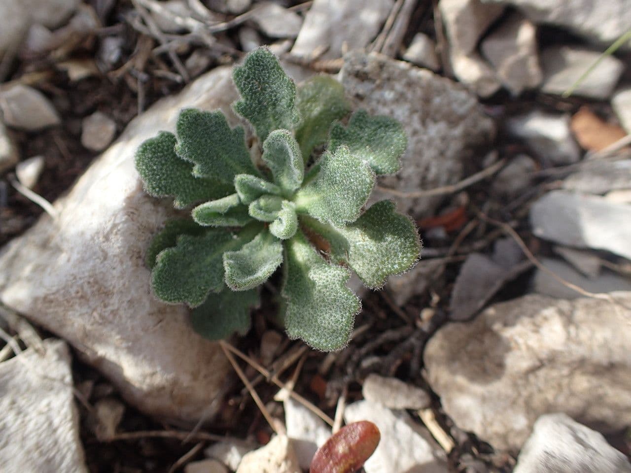 Arabis 13