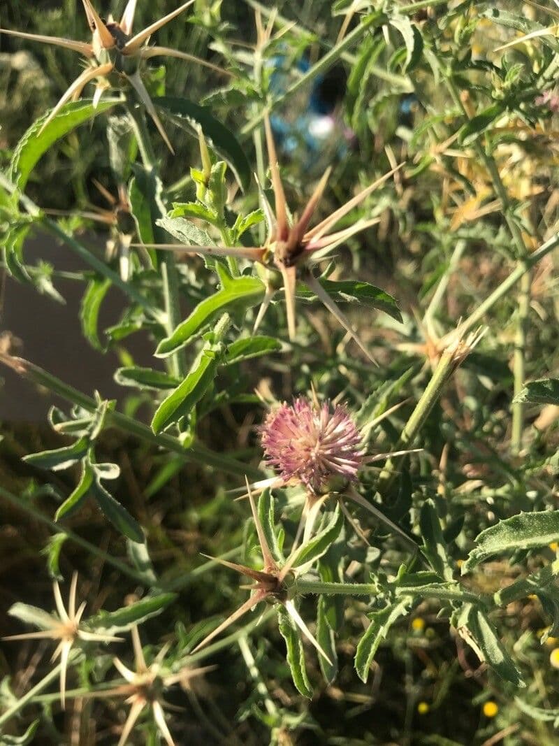 Fiordaliso iberico 5